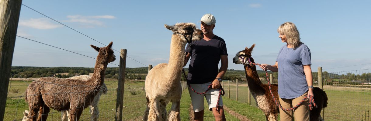 Couple walking Alpaca and Llama at West Wight Alpacas on the Isle of Wight